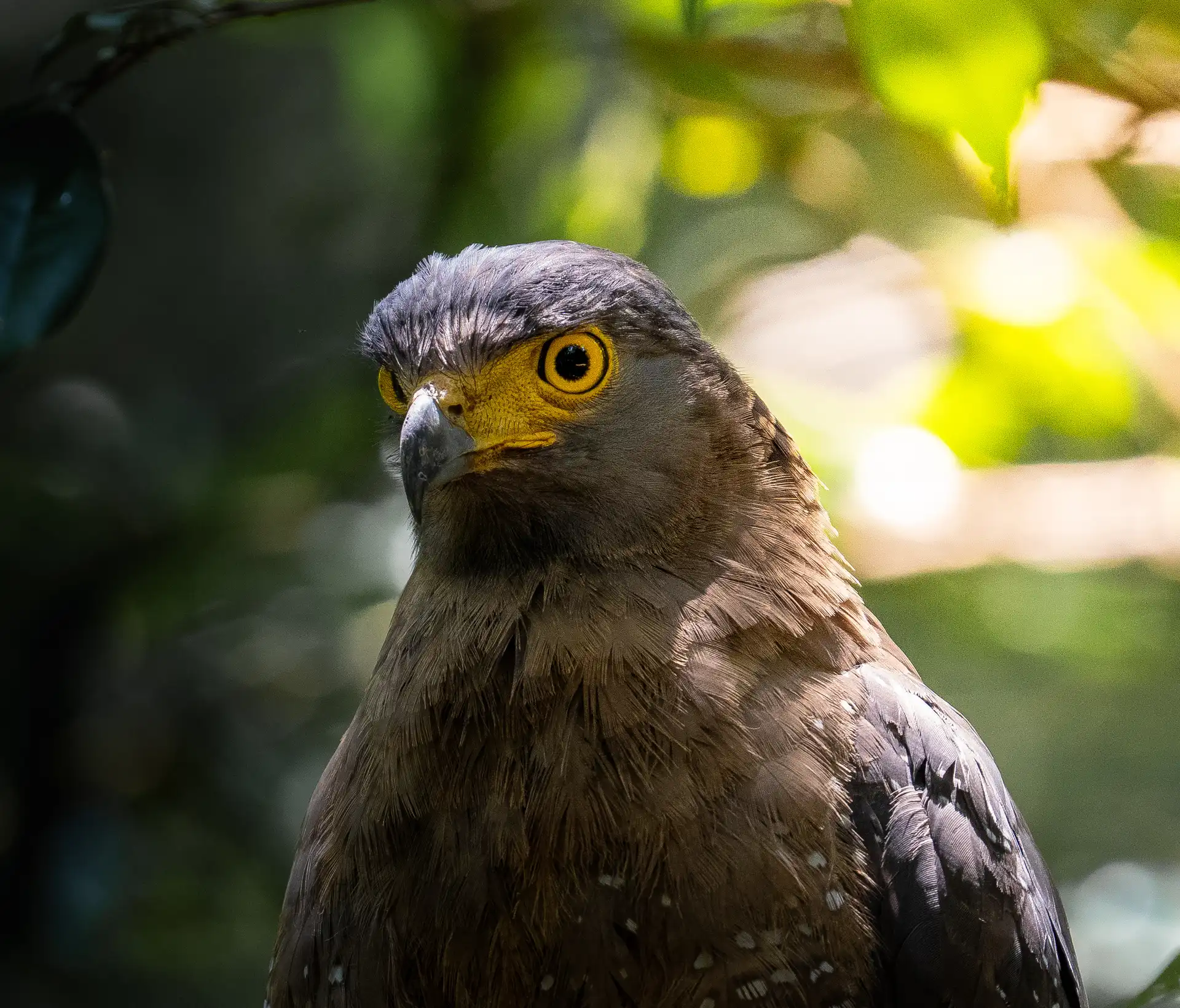 Crested serpent eagle close-up portrait, Sri Lanka